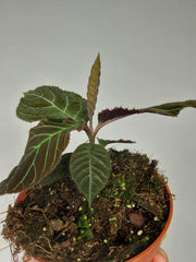 Labisia Gigantifolia
