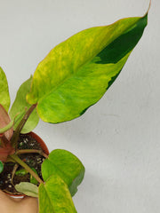 Philodendron Jungle Fever Variegata