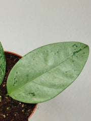 Hoya Coriacea Silver