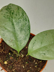 Hoya Coriacea Silver
