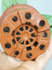 Hoya Coriacea Silver