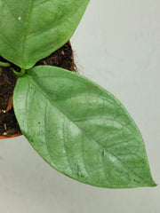 Hoya Coriacea Silver