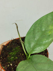 Hoya Coriacea Silver