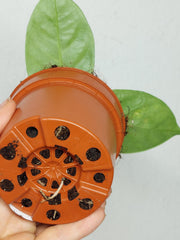 Hoya Coriacea Silver