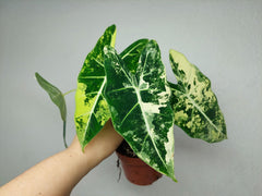 Alocasia Frydek Variegata