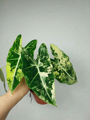 Alocasia Frydek Variegata