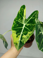 Alocasia Frydek Variegata