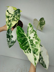 Alocasia Frydek Variegata (Rhizom / Bulbe)