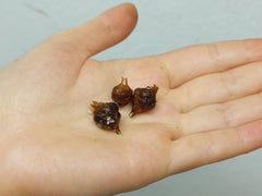 Alocasia Bambino Aurea (Rhizom / Bulbe)