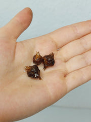 Alocasia Bambino Aurea (Rhizom / Bulbe)