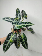 Alocasia Bambino Aurea (Rhizom / Bulbe)