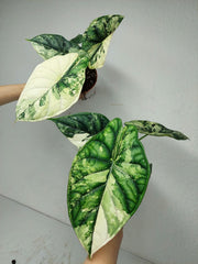 Alocasia Dragon Scale Variegata (Rhizom / Bulbe)