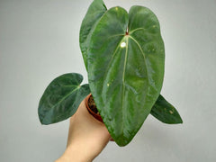 Anthurium Papillilaminum x Dressleri