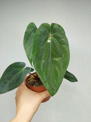 Anthurium Papillilaminum x Dressleri