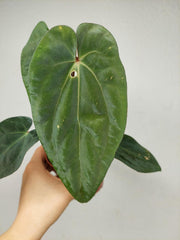 Anthurium Papillilaminum x Dressleri