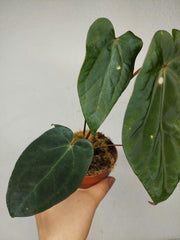 Anthurium Papillilaminum x Dressleri