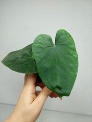 Anthurium Papillilaminum x Dressleri