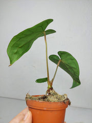 Anthurium Papillilaminum x Dressleri