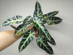 Alocasia Bambino Aurea