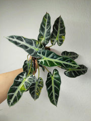 Alocasia Bambino Aurea