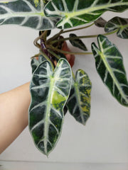 Alocasia Bambino Aurea