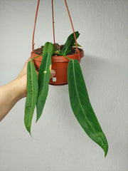 Anthurium Pallidiflorum