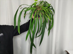 Anthurium Vittarifolium groß