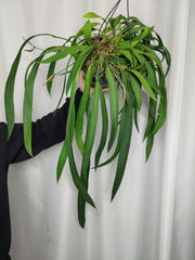 Anthurium Vittarifolium groß
