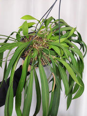 Anthurium Vittarifolium groß