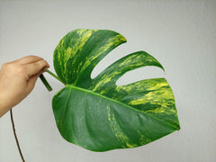 Monstera Aurea Stecklinge