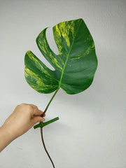 Monstera Aurea Stecklinge