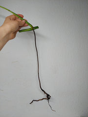 Monstera Aurea Stecklinge