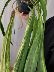 Anthurium Vittarifolium Aurea Samen