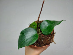 Hoya Latifolia Green