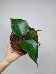 Hoya Latifolia Green