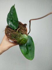 Hoya Latifolia Green