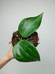 Hoya Latifolia Green