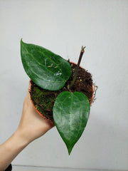 Hoya Latifolia Green