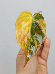 Philodendron Micans Aurea Steckling