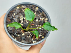 Anthurium Papillilaminum x Dressleri Mutation