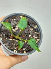 Anthurium Papillilaminum x Dressleri Mutation