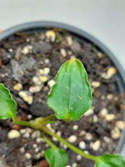 Anthurium Papillilaminum x Dressleri Mutation