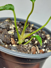 Anthurium Papillilaminum x Dressleri Mutation