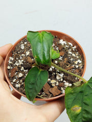 Anthurium Papillilaminum x Dressleri Mutation