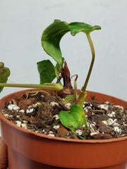 Anthurium Papillilaminum x Dressleri Mutation