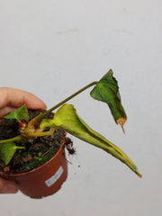 Anthurium Papillilaminum x Dressleri Mutation