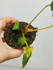 Anthurium Papillilaminum x Dressleri Mutation