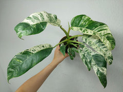 Raphidophora Puberula Variegata