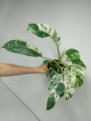 Raphidophora Puberula Variegata