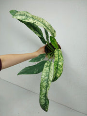 Raphidophora Puberula Variegata